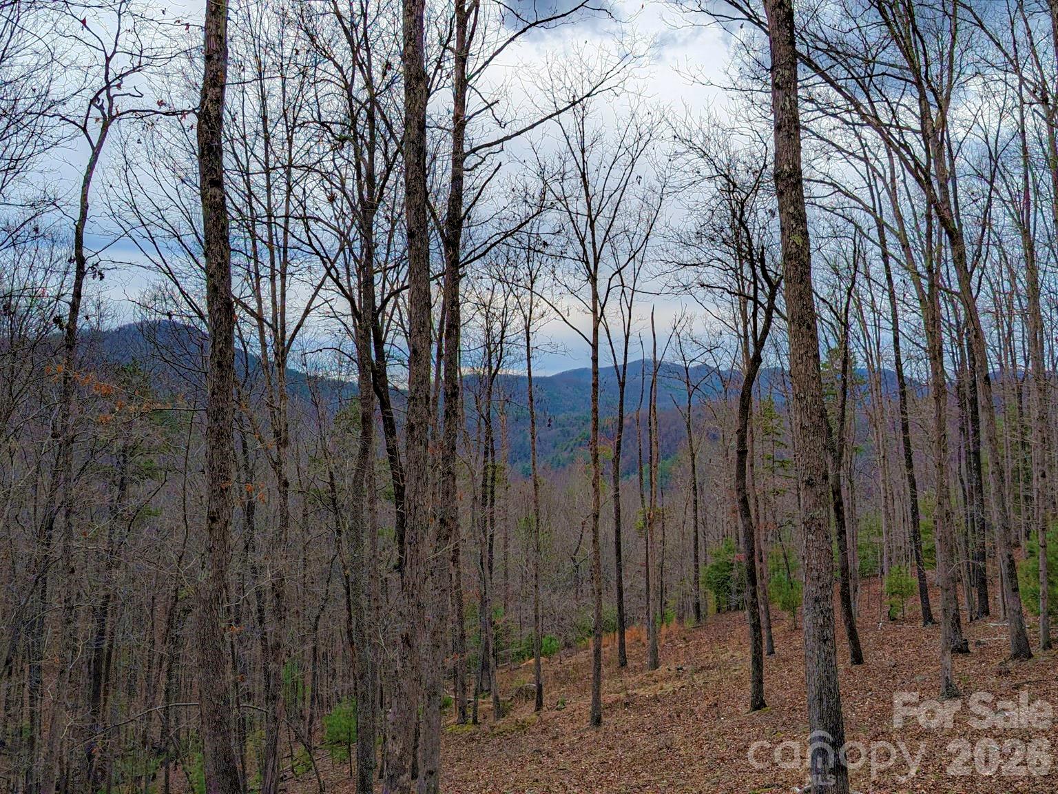 51 Wild Turkey Loop